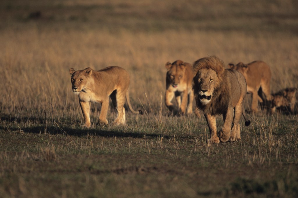 Hunt Opportunities Like a&nbsp;Lion